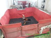 Após denúncia, polícia encontra rinhas de galo funcionando dentro de chácara no interior