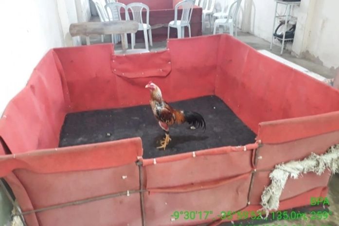 Após denúncia, polícia encontra rinhas de galo funcionando dentro de chácara no interior
