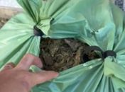 Suspeito de liderar tráfico é preso com 30 kg de maconha no Pilar