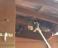 Jiboia é resgatada em residência na Santa Amélia e assusta moradores