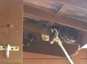 Jiboia é resgatada em residência na Santa Amélia e assusta moradores