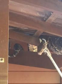Jiboia é resgatada em residência na Santa Amélia e assusta moradores