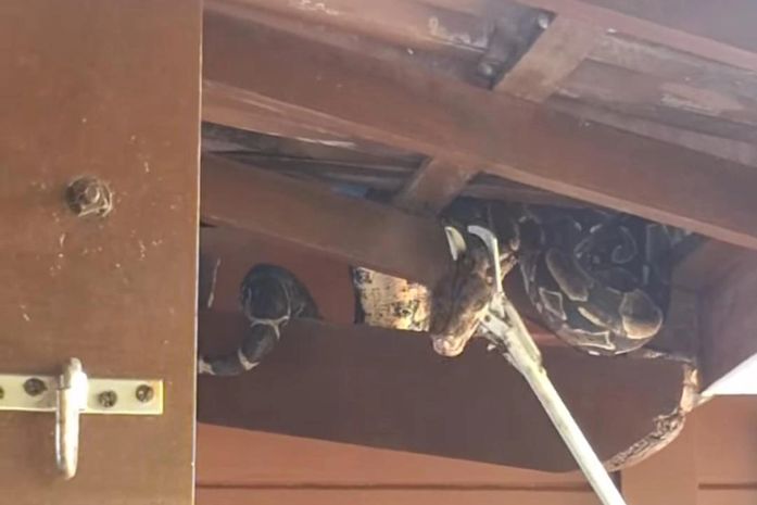 Jiboia é resgatada em residência na Santa Amélia e assusta moradores