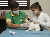 Programa de cuidado de animais garante vacinação de 100 felinos em um dia de campanha 