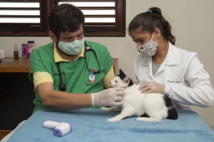 Programa de cuidado de animais garante vacinação de 100 felinos em um dia de campanha
