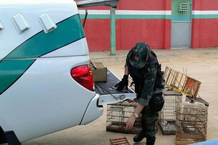 BPA resgata 35 animais silvestres em União dos Palmares
