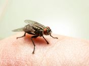 Virose da mosca: saiba quais são os sintomas e como se prevenir a doença