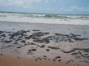 Ministro da Defesa diz que origem de óleo vazado está sendo apurada