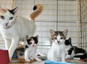 Cães e gatos estão para adoção na unidade