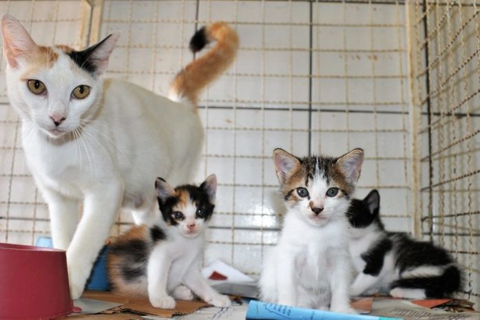 Cães e gatos estão para adoção na unidade
