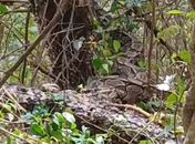 Cobra Jiboia gigante é encontrada em região de mata em Estrela de Alagoas 