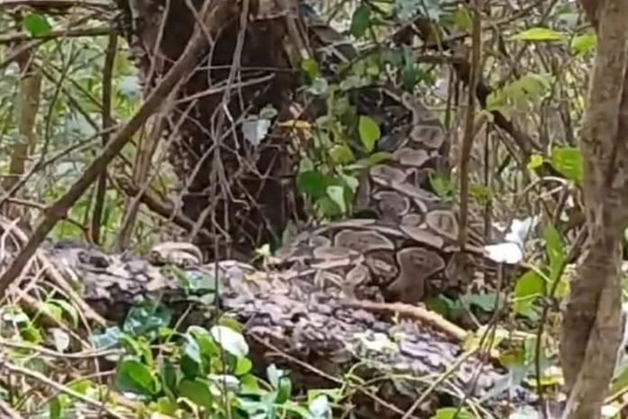 Cobra Jiboia gigante é encontrada em região de mata em Estrela de Alagoas