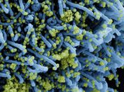 Descoberta nova variante do coronavírus com grande número de mutações