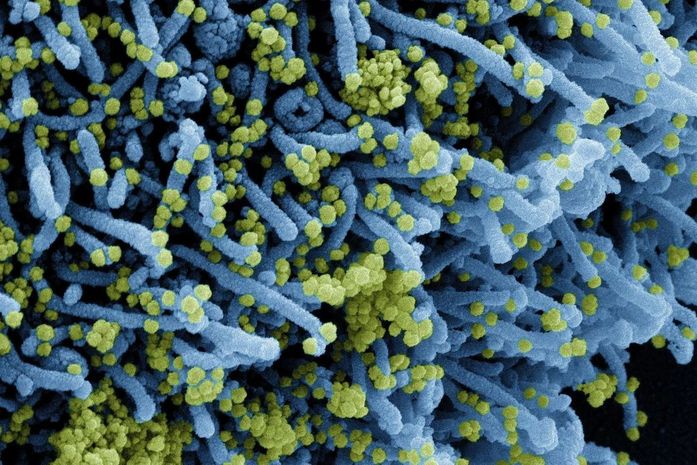 Descoberta nova variante do coronavírus com grande número de mutações