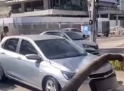 Coqueiro cai sobre veículo e causa danos na Orla da Ponta Verde