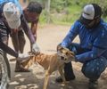 Campanha de Vacinação Antirrábica é iniciada em Santana do Ipanema