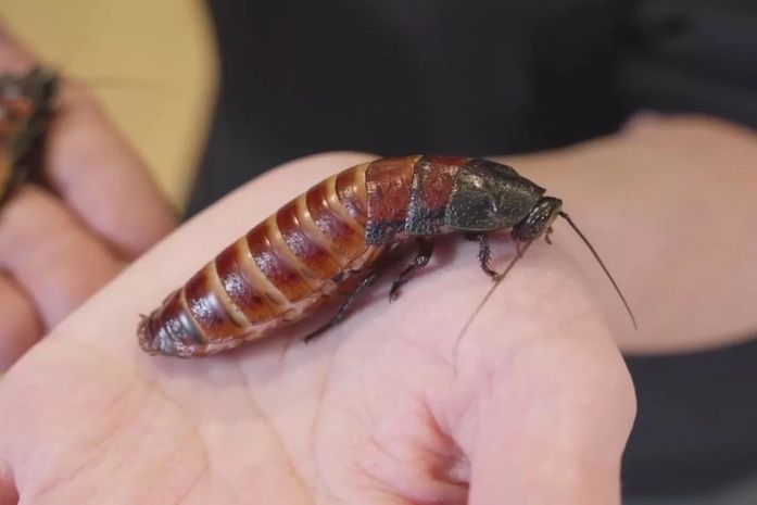 Zoológico autoriza turistas a batizarem baratas com nome de ex, com direito a certificado de "batismo"