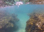 Avanço do branqueamento de corais no Nordeste é revelado por pesquisa