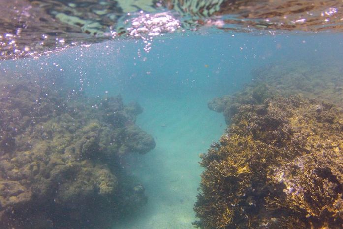 Avanço do branqueamento de corais no Nordeste é revelado por pesquisa