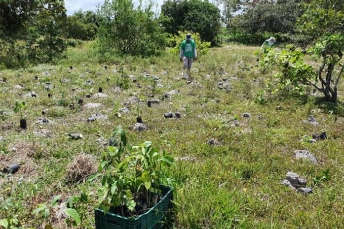 Três mil mudas de árvores são plantadas na APA da Marituba do Peixe em Penedo