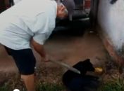 OAB/AL irá pedir prisão preventiva de homem que espancou cachorro a pauladas em Maceió