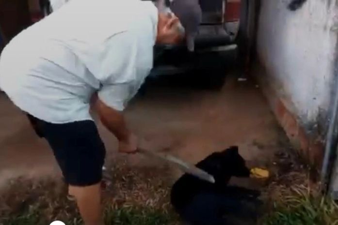 OAB/AL irá pedir prisão preventiva de homem que espancou cachorro a pauladas em Maceió