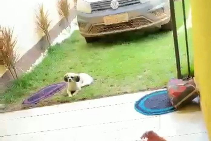 E o doguinho assistia a tudo que ocorria na casa de Dona Verônica