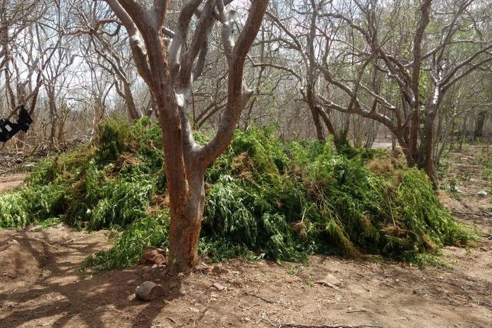 Operação integrada da polícia localiza e destrói cerca de 5 mil pés de maconha; Veja vídeos