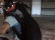 Vídeo: Motociclista é flagrado carregando bode na garupa em Maceió 