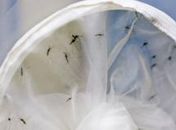 Ministério da Saúde repassa R$ 30,4 milhões para combate ao Aedes aegypti