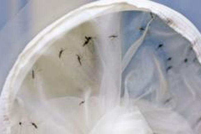 Ministério da Saúde repassa R$ 30,4 milhões para combate ao Aedes aegypti
