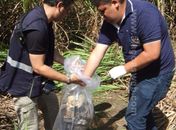 Ossada humana é encontrada em canavial