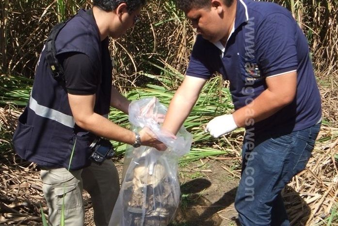 Ossada humana é encontrada em canavial