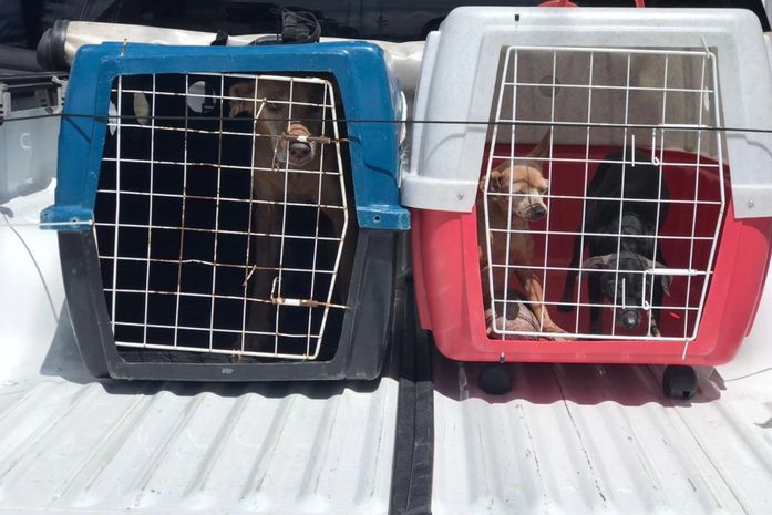 Cães vítimas de maus-tratos são resgatados de residência abandonada em Maceió