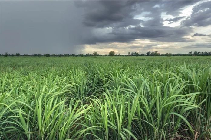 Chuvas estão sendo favoráveis ao plantio de inverno da cana em AL