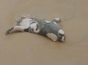 Morte do elefante-marinho Leôncio deve ser investigada pela PF; OAB-AL aponta crime federal