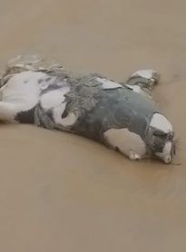 Morte do elefante-marinho Leôncio deve ser investigada pela PF; OAB-AL aponta crime federal