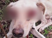 Animal teve os olhos arrancados; autor do crime ainda não foi identificado.