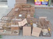 Operação apreende aves silvestres e desarticula comércio ilegal no interior de Alagoas