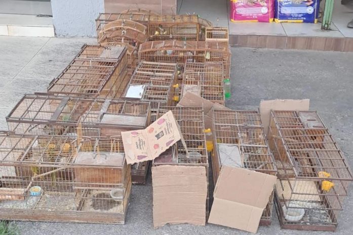 Operação apreende aves silvestres e desarticula comércio ilegal no interior de Alagoas