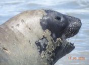 Leôncio, elefante-marinho raro,  é encontrado morto após semanas chamando atenção no litoral alagoano