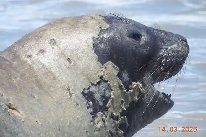 Leôncio, elefante-marinho raro, é encontrado morto após semanas chamando atenção no litoral alagoano