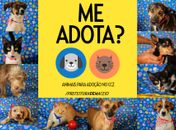 Vários animais estão disponíveis para adoção