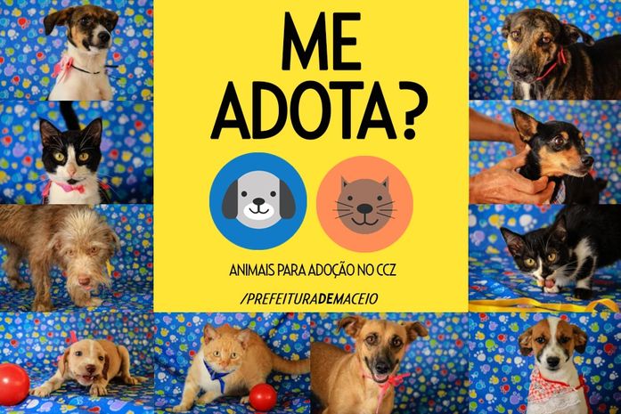 Vários animais estão disponíveis para adoção