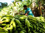 Projeto de fruticultura irrigada no Sertão de AL vai gerar cerca de 900 empregos diretos