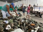 Governo de Alagoas lança Programa de Aquisição de Alimentos a ser executado em 2024