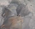 Dezenas de arraias são encontradas mortas na faixa de areia da praia de Maragogi e preocupa moradores