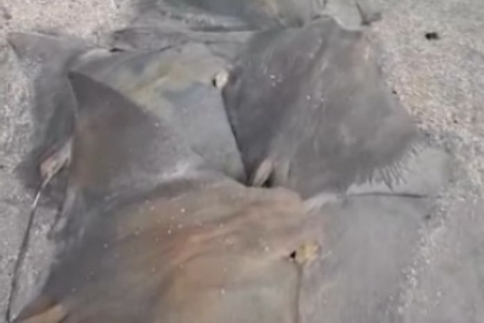 Dezenas de arraias são encontradas mortas na faixa de areia da praia de Maragogi e preocupa moradores