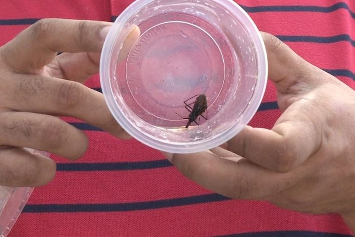 Insetos de barbeiros encontrados devem ser encaminhados a postos de informação em Maceió