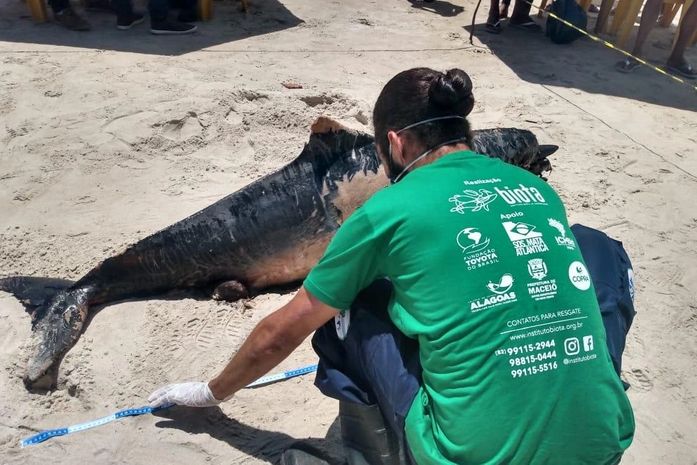 Golfinho é encontrado morto na praia do Francês em Marechal Deodoro